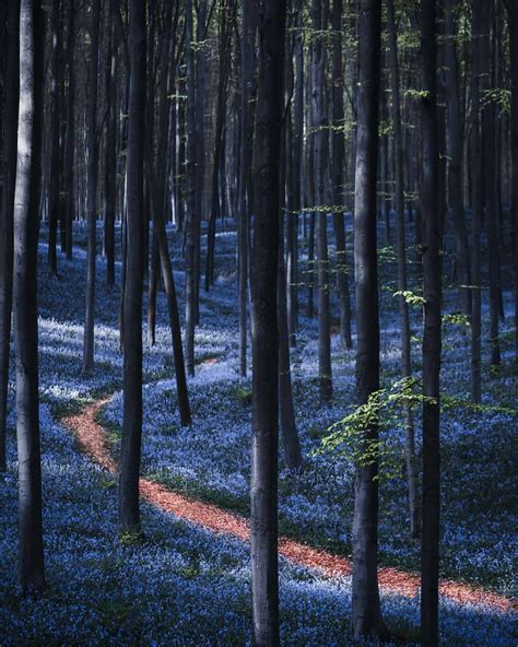 When To See Belgiums Hallerbos Blue Forest In Bloom Simplemost