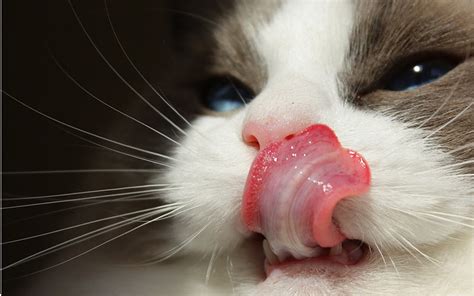 Why Do Cats Stick Their Tongue Out A Complete Guide