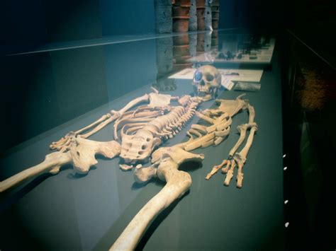 期間限定】常設展示室で猪目洞窟遺跡の人骨を展示しています～ 出雲弥生の森通信
