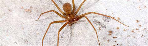 Brown Recluse Spider Control For Homes In In Ky And Il