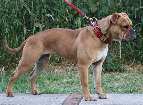 Which technique was most likely used to develop. Olde English Bulldogge Information and Facts: Is This Dog ...