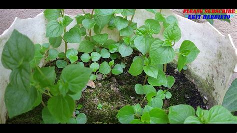 Sinaw Sinaw Herbal Plant May Tulong Ito Sa Ating Katawan