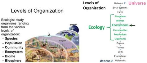Ecology Levels Principles And Organizations In Ecology Pmf Ias