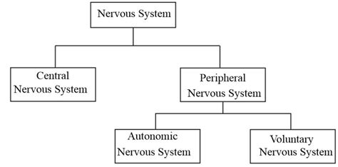 Draw A Flow Chart To Show The Classification Of Nervous System Into