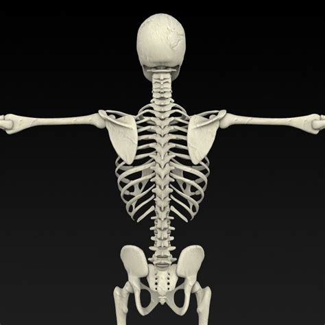 Realistic Human Skeleton Realistic Drawings Human Skeleton Drawings
