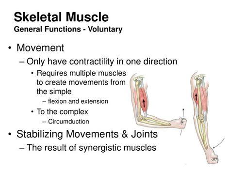 Ppt Muscle Physiology Powerpoint Presentation Id6769975