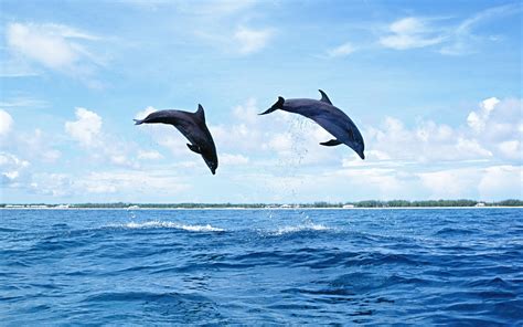 Dolphins Jumping High Out Of The Water Hd Animals Wallpapers
