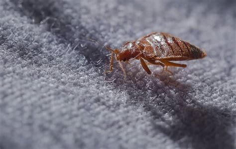 Blog Bed Bugs Enter Homes By Hiding In Clothing And Furniture