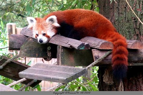 Le Panda Roux Au Parc Animalier Biotropica Barnie76 Flickr