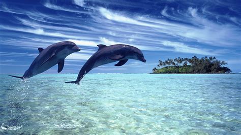 Animal Dolphin Hd Wallpaper