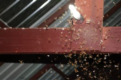 Hungry Termites Swarm Southern States As Mating Season Kicks Off Artofit