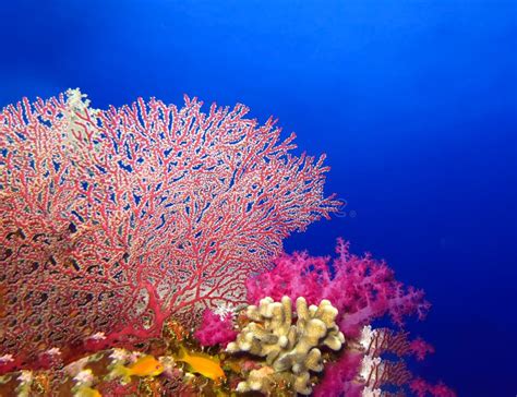 Underwater World In Deep Water In Coral Reef And Plants Nature Flora In