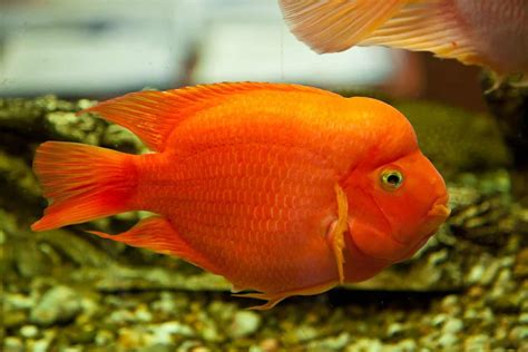 Blood Parrot Fish Complete Care Guide And Profile