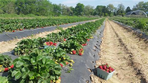11 Pick-Your-Own Fruit Farms You'll Have A Blast At In Arkansas
