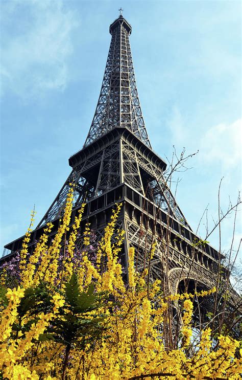 Yellow Flowers Blooming Beneath The Eiffel Tower Springtime Paris
