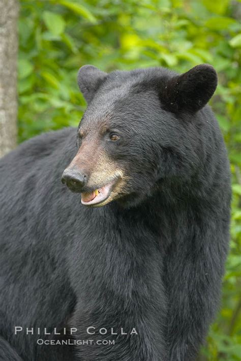 American Black Bear Ursus Americanus Orr Minnesota 18862