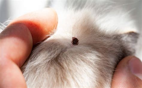 How To Safely Remove A Tick From A Dog Video With Vaseline Tweezers