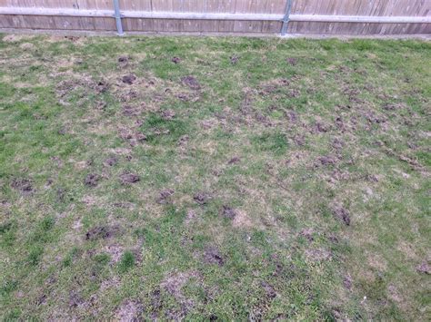Whats Digging At My Lawn And How Do I Stop It Lawncare