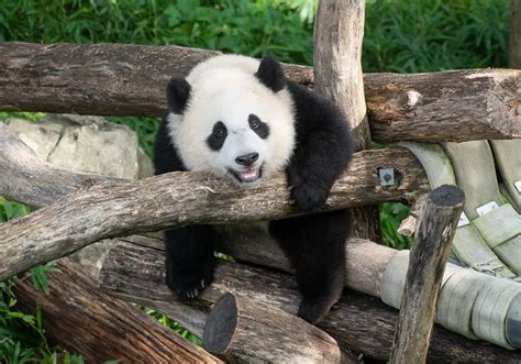 50 Panda Facts To Celebrate 50 Years Of Giant Pandas At The Smithsonian