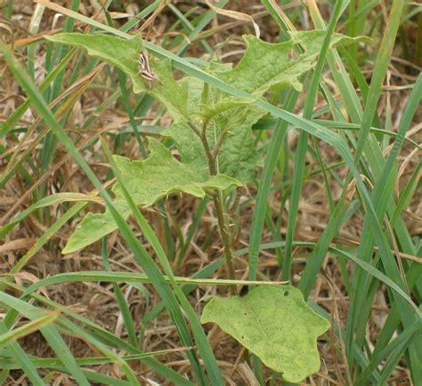 Weed Of The Month Horsenettle The Horse