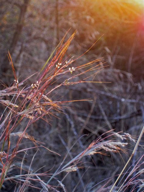 Sunlight On Wild Grass Free Stock Photo Public Domain Pictures