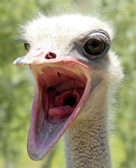 Why Do Ostriches Bury Their Heads Under The Sand Quora