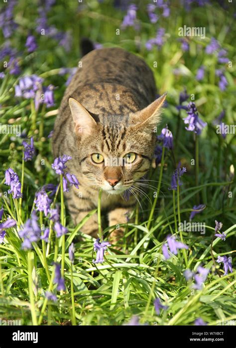 Prowling Cat High Resolution Stock Photography And Images Alamy