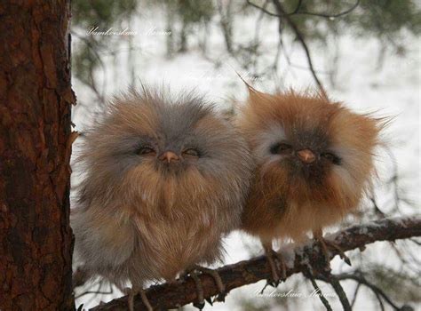 Pin By Lisa Kovanda On Owls Cute Baby Owl Cute Animals Baby Owls