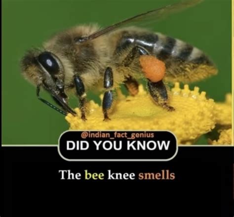 This Fact Is The Bees Knees Rtechnicallythetruth
