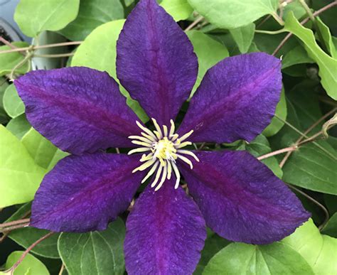 They should be watered about an inch (2.5 cm.) or so weekly, and more deeply during dry. The President Clematis Vine - Deep Purple - 2.5" Pot ...
