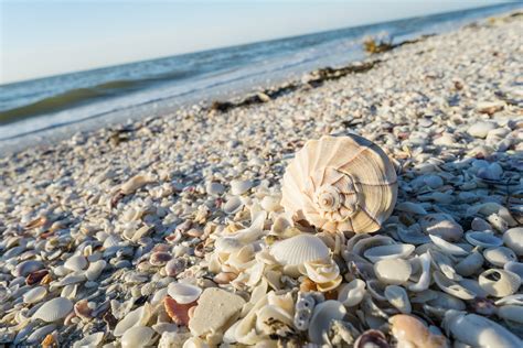 Floridas Best Shelling Beaches Florida Traveler