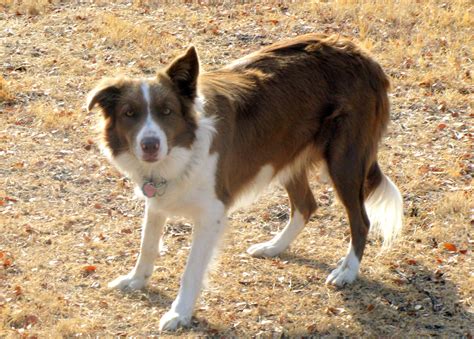 Ruby 2 Yr Old Red Border Collie Red Border Collie Herding Dogs