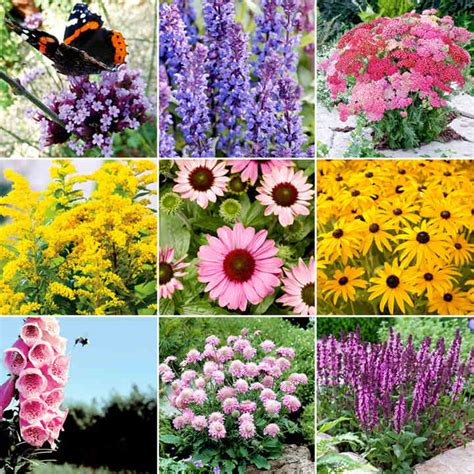 Bees and butterflies love the flowers which provide plenty of nectar. Butterflies & Bees Collection (9) P9 - All Perennial ...