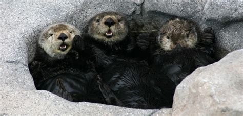 Scientists Threw An Otter Tupperware Party To Help Better Understand