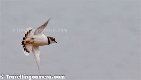 Wild Wings Of Pong Dam A Series On Migratory Birds We Saw At Pong