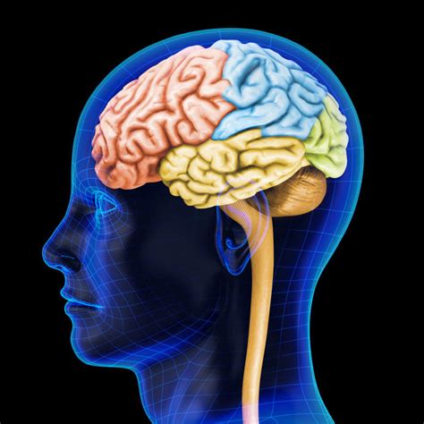 لماذا توجد ثنيات في دماغ الإنسان؟ البيان