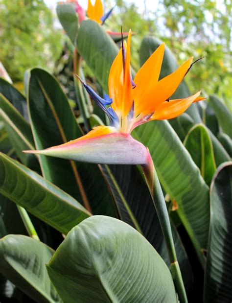 Beautiful Bird Of Paradise Flower Live Plant Strelitzia Etsy