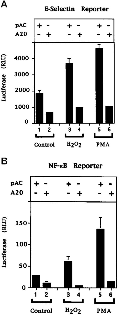 Find christiane ferran's contact information, age, background check, white pages, pictures, bankruptcies, property records, liens & civil records. A20 expression inhibits the H 2 O 2 and PMA induction of E ...