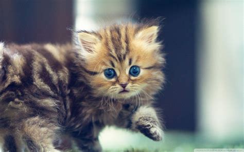 Funny Kitten Desktop Wallpapers Top Free Funny Kitten Desktop