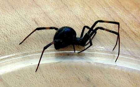 Some birds will eat these spiders but could end up with an upset. Sonoran Desert Spiders - Latrodectus hesperus (Black widow)