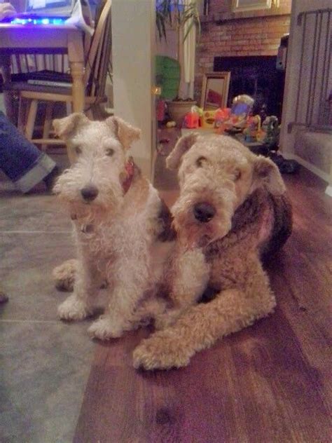 Abbot The Airedale Reuben The Wire Hair Fox Terrier Two Real