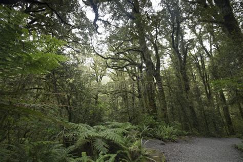 New Zealand Rainforest Of New Zealand Dy Stock Image Image Of