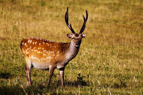 Sika Deer 2 Sika Deer Cervus Nippon Male Arne Dorset Flickr