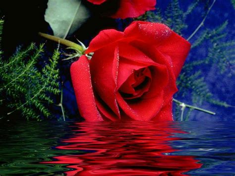 Pictures World Beautiful Red Rose Wallpaper 1024768