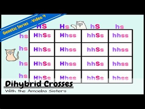 This video will show how to set up and solve everyone's favorite 16 square punnett square. Punnett Squares and a Dihybrid Cross Video for 7th - 12th Grade | Lesson Planet