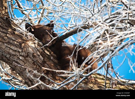A Wild Black Bear Resting In A Snowy Tree In Aspen Colorado Stock