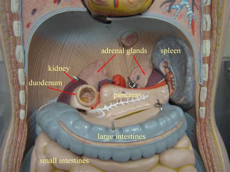 This quiz can help you. Abdominal Cavity (no liver or stomach) model | STEM - Life ...