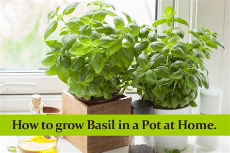 How To Grow Basil In A Pot At Home And How To Care For It