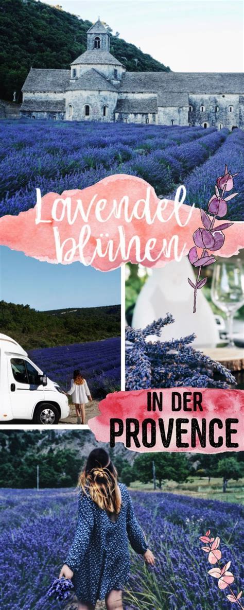Die lavendelblüte provence ist ein prachtvolles naturereignis. Zum Lavendelblühen in die Provence | Reisen mit dem ...