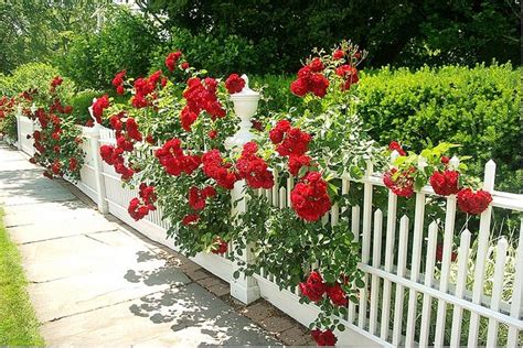 Fence Roses Southport 540420 O Pretty Gardens Gorgeous Gardens